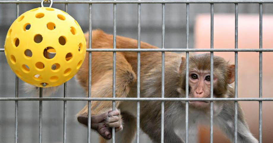 Les primates en péril : le Comité d’éthique du CNRS alerte sur l’ambition scientifique française