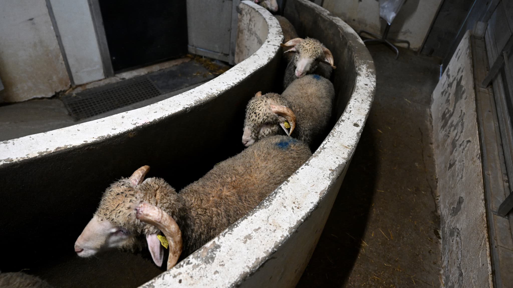 Le Meurtre Qu’on N’En Parle Pas : L’Abattage Industriel et la Réalité des Animaux Sentients